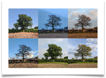 Tree seasons - James Leslie